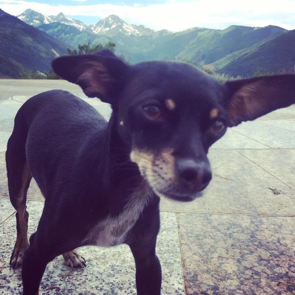 Meet your Posher, Satya - Picture 1 of 1